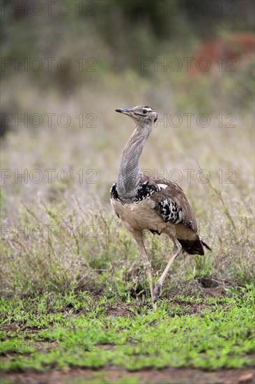 Kori bustard (Ardeotis kori), adult, running, foraging, vigilant, Kruger National Park, Kruger National Park, South Africa, Africa