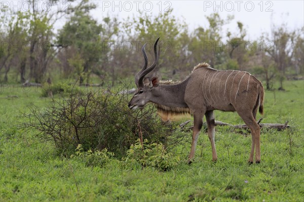 Greater Kudu, zambezi greater kudu (Strepsiceros zambesiensis), adult, male, foraging, feeding, Kruger National Park, Kruger National Park, South Africa, Africa