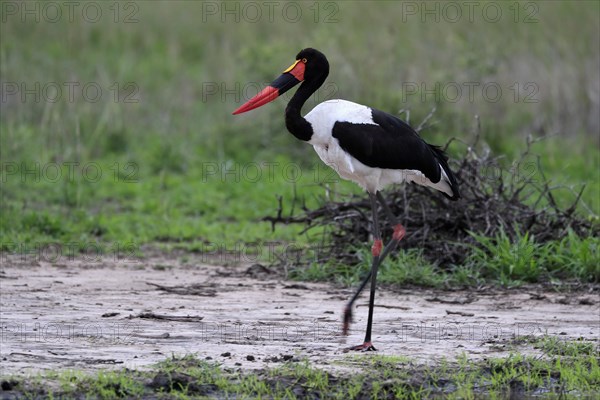 Saddle-billed stork (Ephippiorhynchus senegalensis), adult, foraging, at the water, Kruger National Park, Kruger National Park, South Africa, Africa