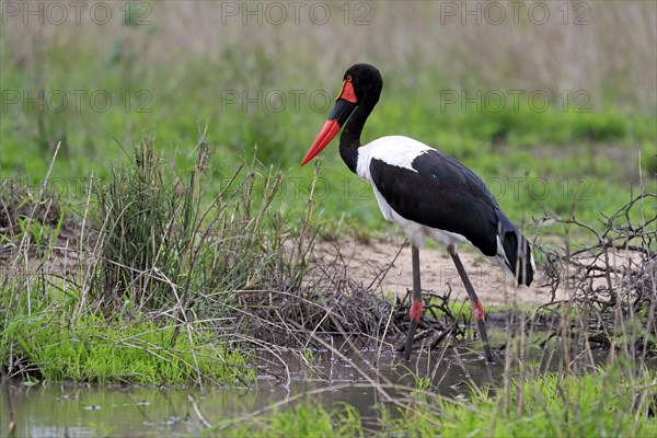 Saddle-billed stork (Ephippiorhynchus senegalensis), adult, foraging, in the water, Kruger National Park, Kruger National Park, South Africa, Africa