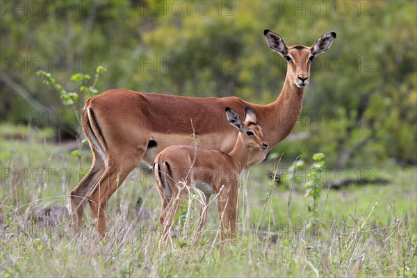 Black Heeler Antelope, (Aepyceros melampus), adult, female, young animal, mother with young animal, Kruger National Park, Kruger National Park, South Africa, Africa