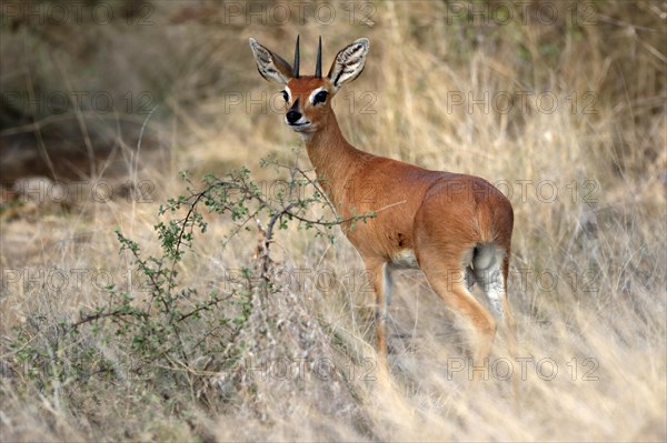 Steenbok (Raphicerus campestris), adult, male, foraging, vigilant, dwarf antelope, Kruger National Park, Kruger National Park, South Africa, Africa