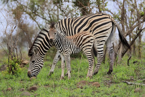 Burchell's zebra (Equus quagga burchelli), adult, female, young animal, mother with young animal, feeding, Kruger National Park, Kruger National Park, South Africa, Africa