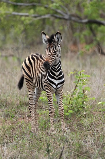 Burchell's zebra (Equus quagga burchelli), young animal, alert, Kruger National Park, Kruger National Park, South Africa, Africa