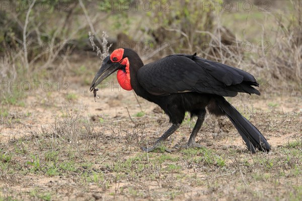 Southern ground hornbill (Bucorvus leadbeateri), adult, foraging, feeding, with prey, alert, Kruger National Park, Kruger National Park, South Africa, Africa