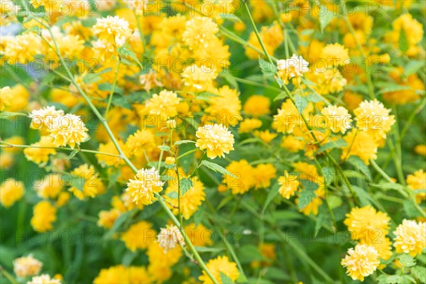 Japanese kerria flowers of yellow color in the garden, selective focus