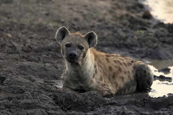 Spotted hyena (Crocuta crocuta), adult, in water, resting, Sabi Sand Game Reserve, Kruger National Park, Kruger National Park, South Africa, Africa