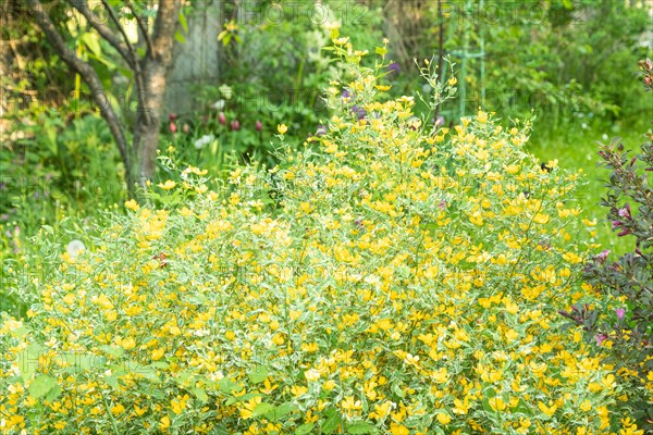 Japanese kerria flowers of yellow color in the garden, selective focus