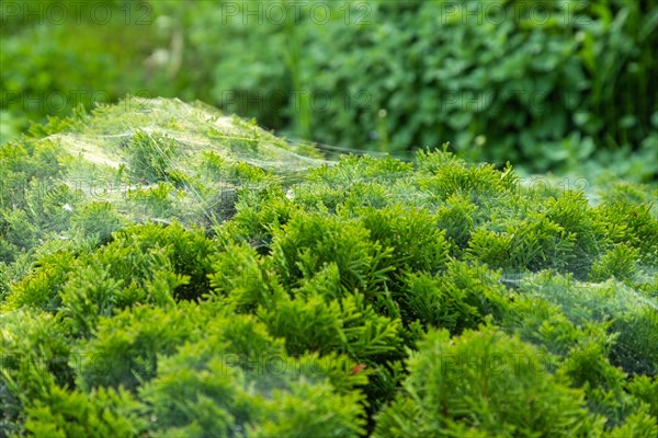 Thuja Occidentalis, western red cedar shrub with beautiful spider net in sunlight in the garden, natural texture
