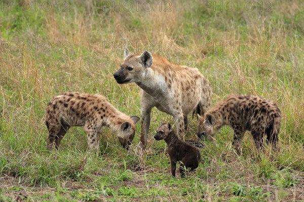 Spotted hyena (Crocuta crocuta), adult, young, mother with young, group, social behaviour, Kruger National Park, Kruger National Park, South Africa, Africa
