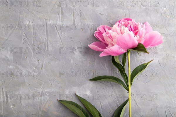 Beautiful peony pink flowers on gray concrete background, flat lay, top view, copy space