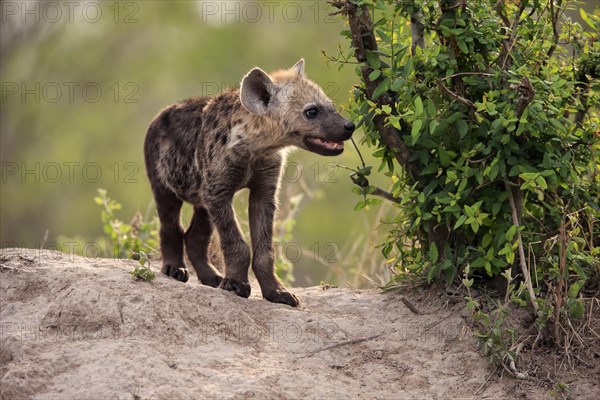 Spotted hyena (Crocuta crocuta), young animal, at the den, vigilant, Kruger National Park, Kruger National Park, South Africa, Africa