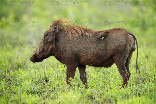Warthog, (Phacochoerus aethiopicus), with red beak Oxpecker, (Buphagus erythrorhynchus), adult, foraging, alert, Kruger National Park, Kruger National Park, South Africa, Africa