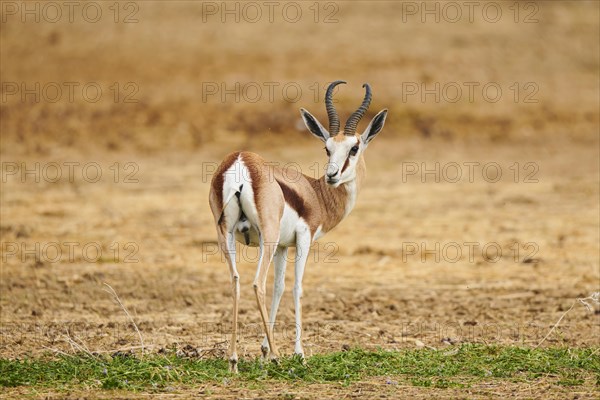 Springbok (Antidorcas marsupialis) in the dessert, captive, distribution Africa