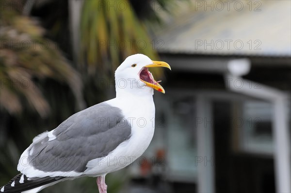 Western Gull (Larus occidentalis), San Francisco, California, USA, North America