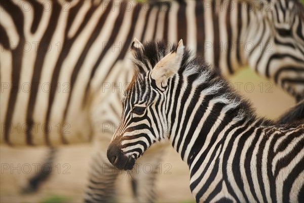 Plains zebra (Equus quagga) foal, portrait, captive, distribution Africa