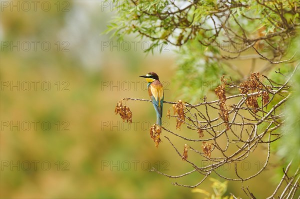 European bee-eater (Merops apiaster) sitting on a branch, France, Europe