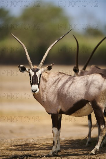 South African oryx (Oryx gazella) in the dessert, captive, distribution Africa