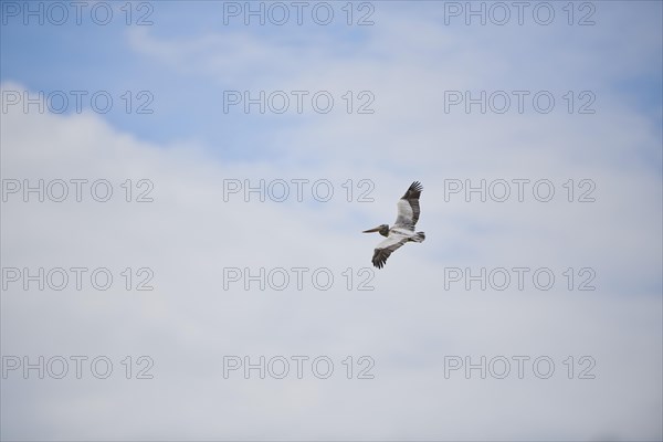 Great white pelican (Pelecanus onocrotalus) flying in the sky, France, Europe