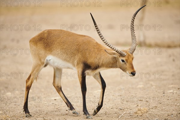 Southern lechwe (Kobus leche) in the dessert, captive, distribution Africa