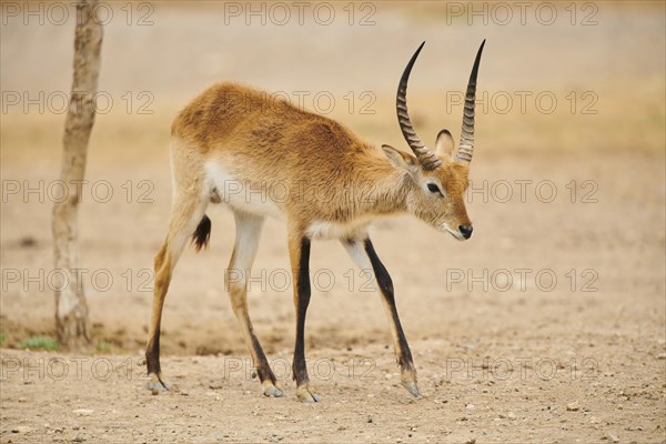 Southern lechwe (Kobus leche) in the dessert, captive, distribution Africa