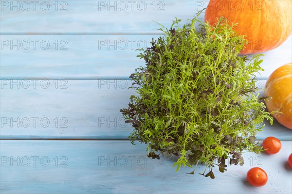 Microgreen sprouts of mizuna cabbage with pumpkin on blue wooden background. Side view, copy space