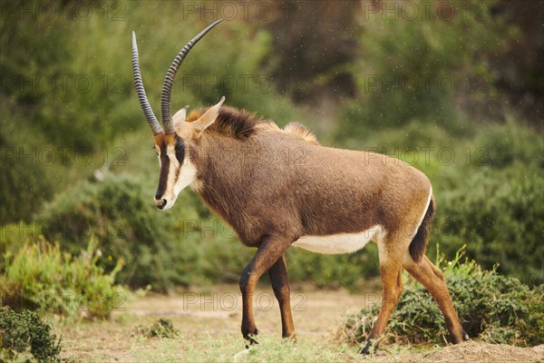 Sable antelope (Hippotragus niger) in the dessert, captive, distribution Africa