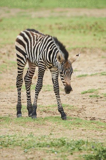 Plains zebra (Equus quagga) foal, walking in the dessert, captive, distribution Africa