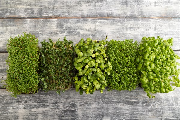 Set of boxes with microgreen sprouts of green basil, pea, cilantro, sunflower, watercress on gray wooden background. Top view, flat lay, copy space