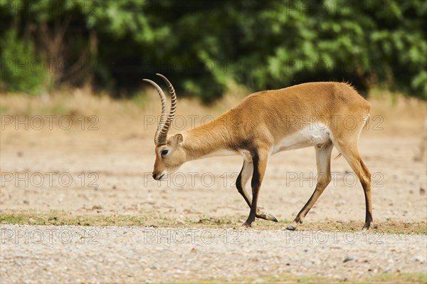 Southern lechwe (Kobus leche) in the dessert, captive, distribution Africa