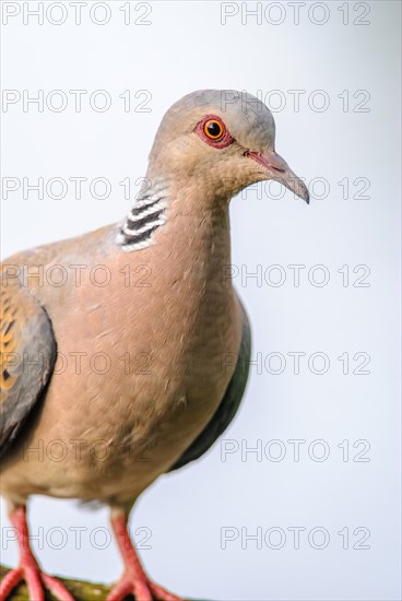 Turtle dove (Streptopelia turtur) sitting on a branch. Bas-Rhin, Alsace, Grand Est, France, Europe