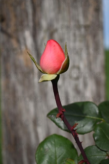 Rosebud (Rosaceae), close-up, Neubeuern, Bavaria, Germany, Europe