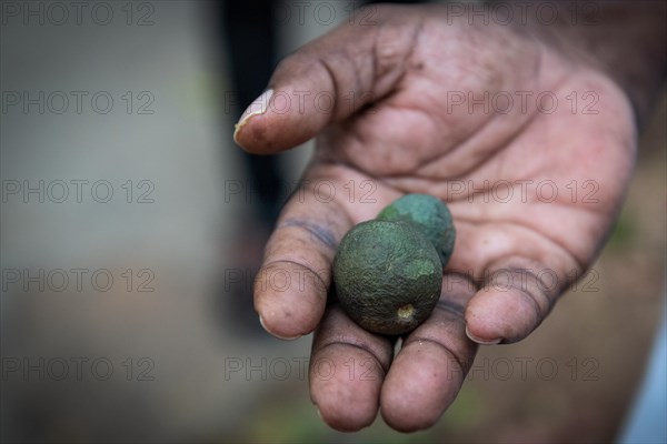 Hand holding fruits of the Rudraksha tree, sacred tree in Hinduism, Addateegala, Andhra Pradesh, India, Asia