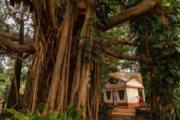 Banyan Tree, Central Guest House, future city Auroville, near Pondicherry or Puducherry, Tamil Nadu, India, Asia
