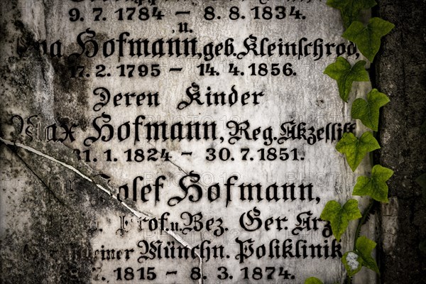 Gravestone with common ivy (Hedera helix), Munich, Bavaria, Germany, Europe