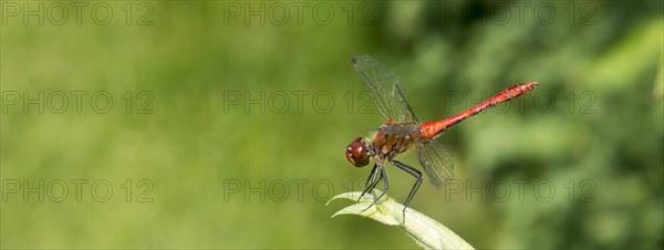 Ruddy darter (Sympetrum sanguineum), mature male, sitting on willow leaves (Salix) in the sun, macro view, close-up, medial view, Mecklenburg-Western Pomerania, Germany, Europe