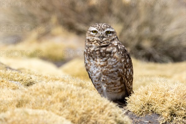 Burrowing owl