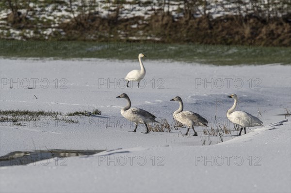 Tundra swans (Cygnus bewickii), Emsland, Lower Saxony, Germany, Europe