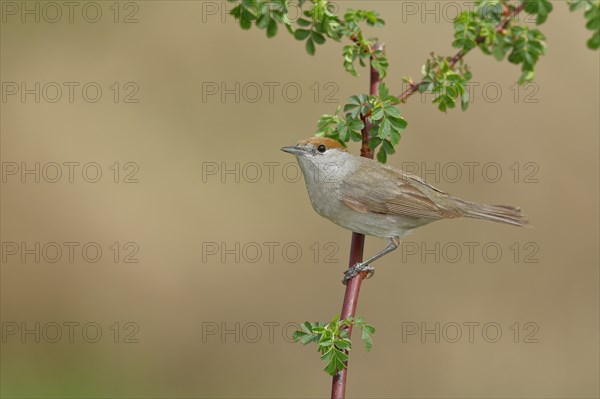 Blackcap (Sylvia atricapilla), female, sitting on a branch of a dog rose (Rosa canina), dog rose, migratory bird, Wilden, North Rhine-Westphalia, Germany, Europe