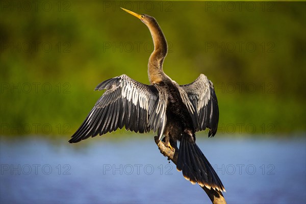 American darter (Anhinga anhinga) Pantanal Brazil