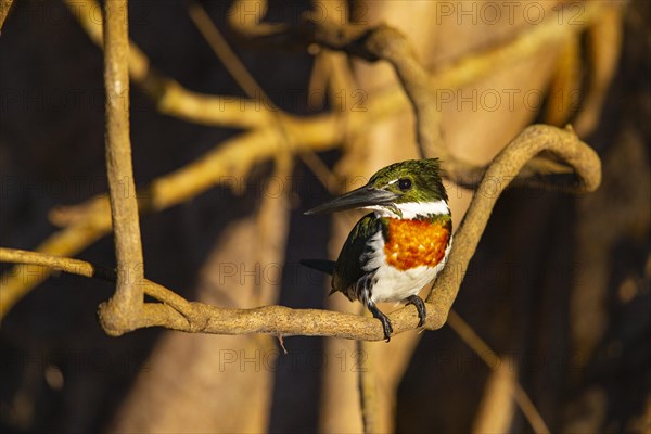 Amazon kingfisher (Chloroceryle amazona) Pantanal Brazil