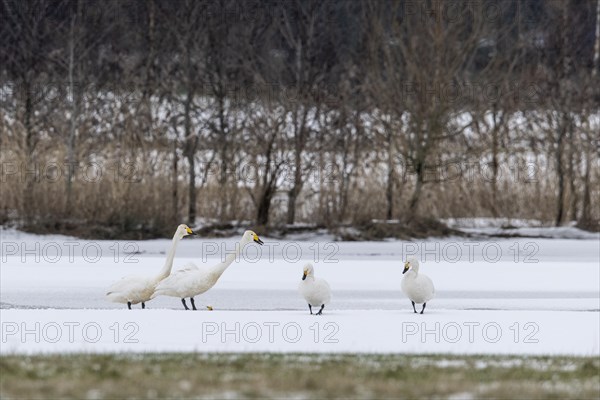 Whooper Swans (Cygnus cygnus) and tundra swans (Cygnus bewickii), Emsland, Lower Saxony, Germany, Europe