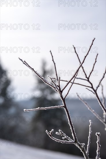 Branch covered in hoarfrost in heavy frost