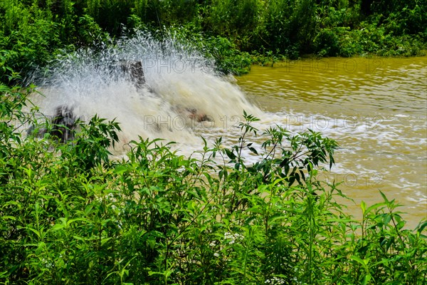 Closeup of paddle-wheels being used to aerate rural pond with green foliage on shoreline