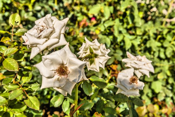 Closeup of rosa gigantea flower with bush blurred in background in Istanbul, Turkiye