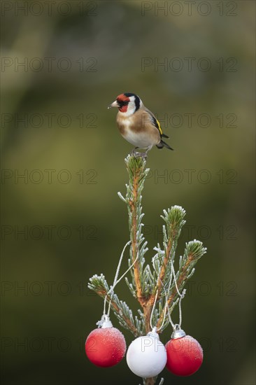 European goldfinch (Carduelis carduelis) adult bird on a frost covered Christmas tree, Suffolk, England, United Kingdom, Europe