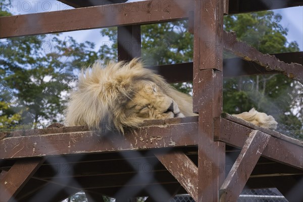 White Lion (Panthera leo) photographed in captivity through wire mesh fence, Quebec, Canada, North America