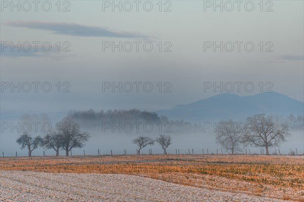 Morning calm in the lowlands in the winter months. Bas-Rhin, Alsace, Grand Est, France, Europe