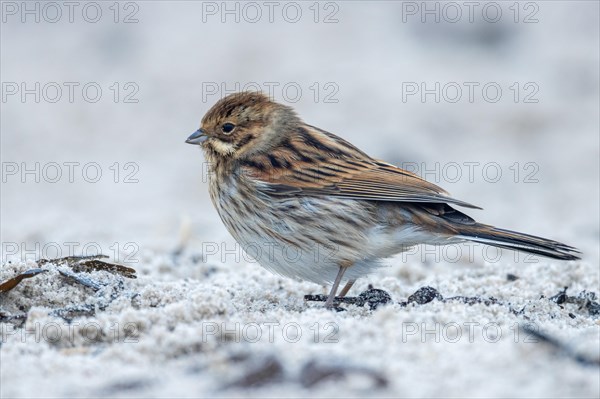 Reed bunting, Heligoland