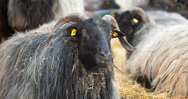 Grey horned Heidschnucken (Ovis gmelini aries) or Lueneburger Heidschnucken with dark head and long coat lying, portrait of a curious sheep with straw in its thick coat, identification marks in the ears and curled horns, looking into the camera, several other animals lying on straw in the background, Schnucken stable Amelinghausen, Lueneburg Heath nature park Park, Lower Saxony, Germany, Europe